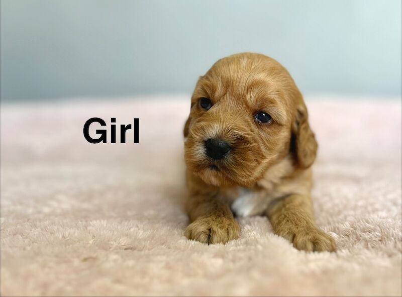 3 gorgeous girls cockapoo 4weeks old - Image 2 of 4