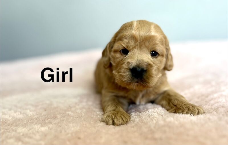 3 gorgeous girls cockapoo 4weeks old - Image 3 of 4