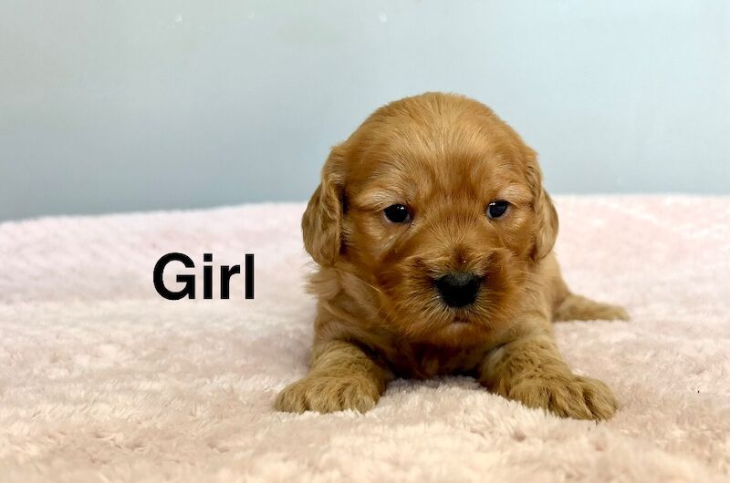 3 gorgeous girls cockapoo 4weeks old - Image 4 of 4
