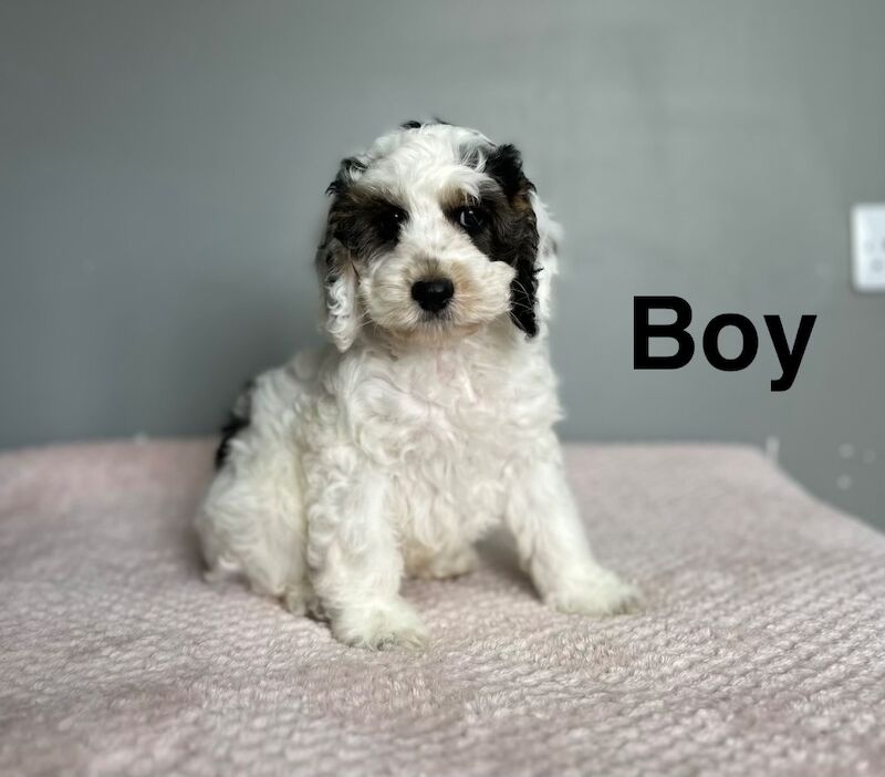 Cockapoo Puppies For Sale