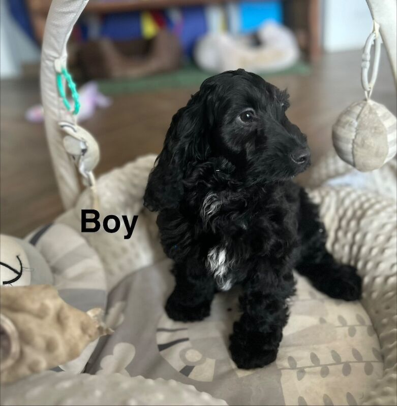 3 handsome chaps looking for family