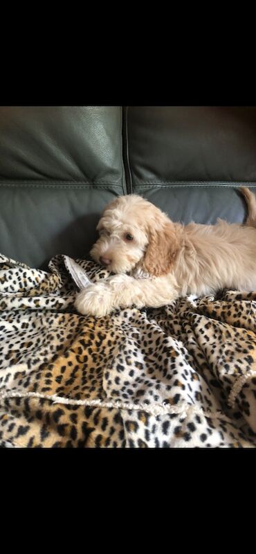 Cockapoo puppies for sale in Skegness, Lincolnshire – 12 weeks old - Image 12 of 12