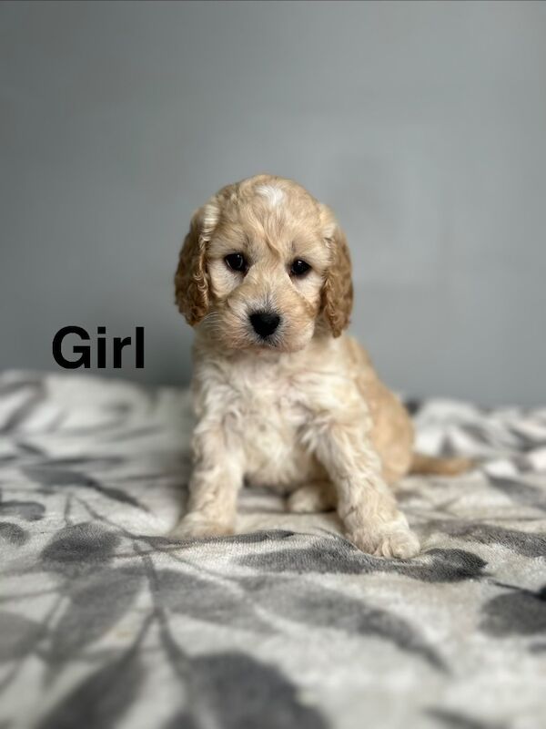3 light colour cockapoo girls ready 6th April