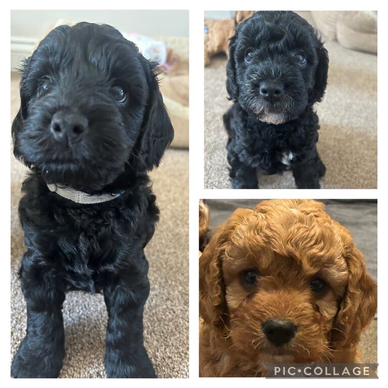 Cockapoo puppies for sale in Bridport, Dorset – 6 weeks old
