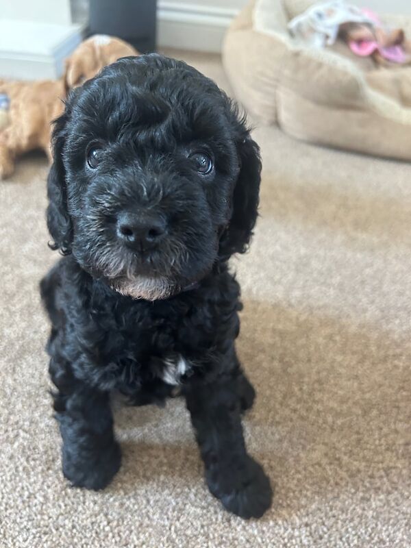Cockapoo puppies for sale in Bridport, Dorset – 8 weeks old - Image 2 of 3