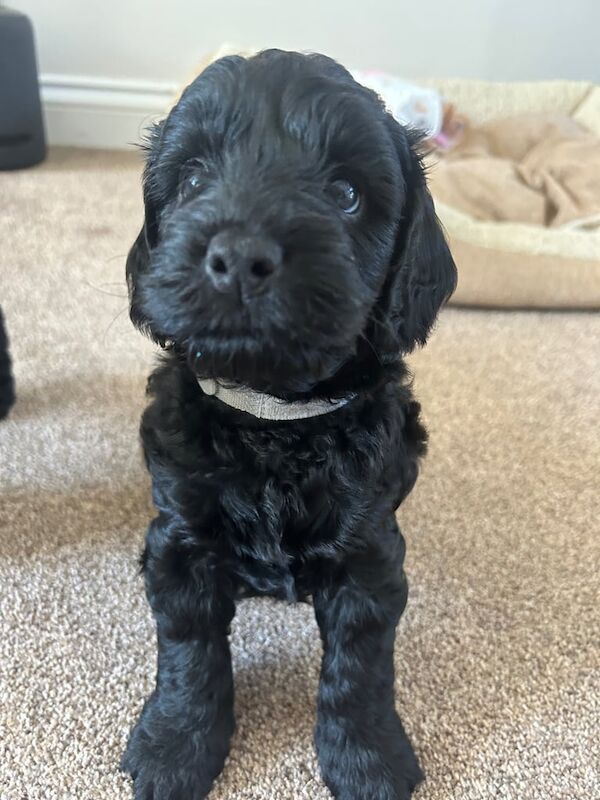 Cockapoo puppies for sale in Bridport, Dorset – 8 weeks old - Image 3 of 3