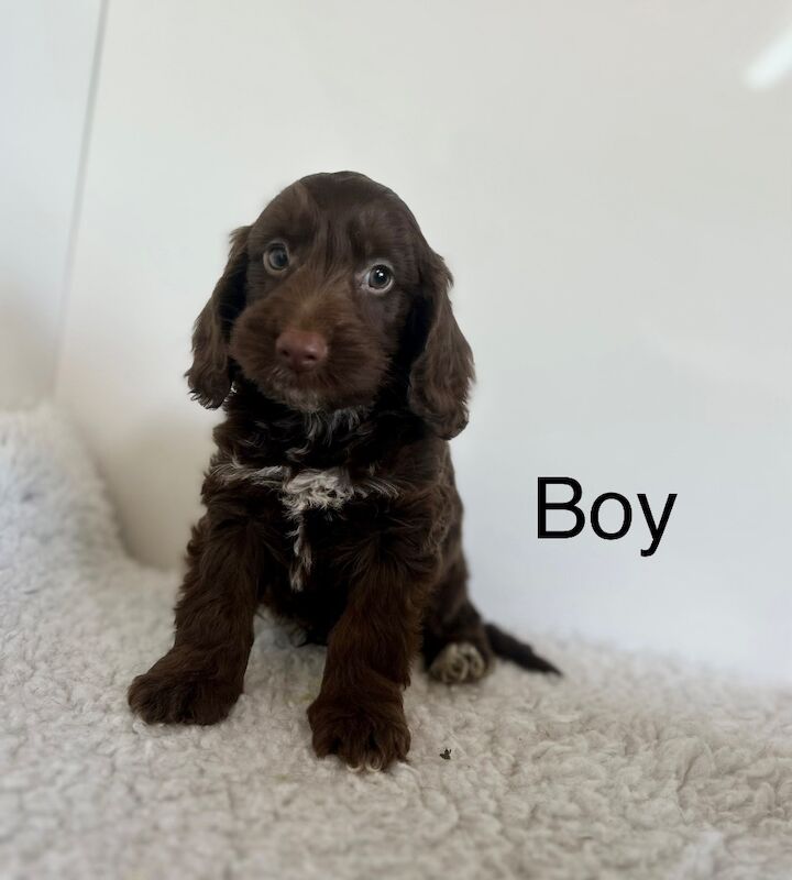 3 lovely cockapoo puppies ready now for sale in Upwell Norfolk | Image 2