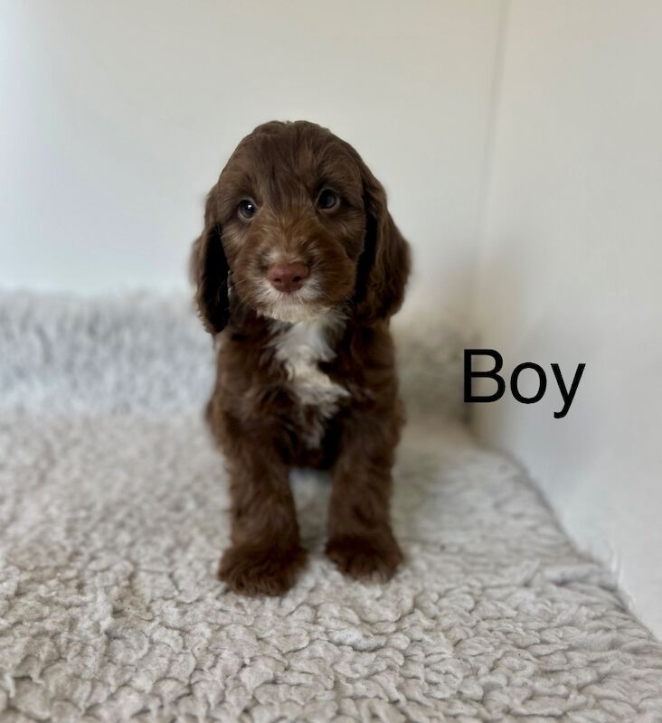 3 lovely cockapoo puppies ready now for sale in Upwell Norfolk | Image 3