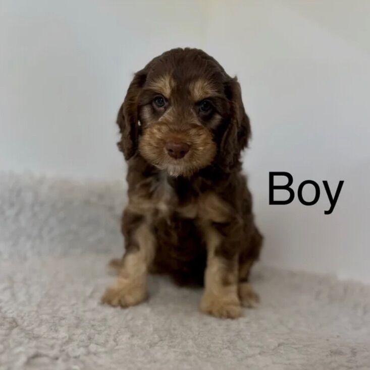 Cockapoo puppies for sale in Upwell Norfolk – 6 weeks old