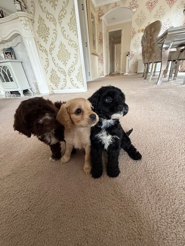 Cockapoo puppies for sale in Headcorn, Kent – 7 weeks old