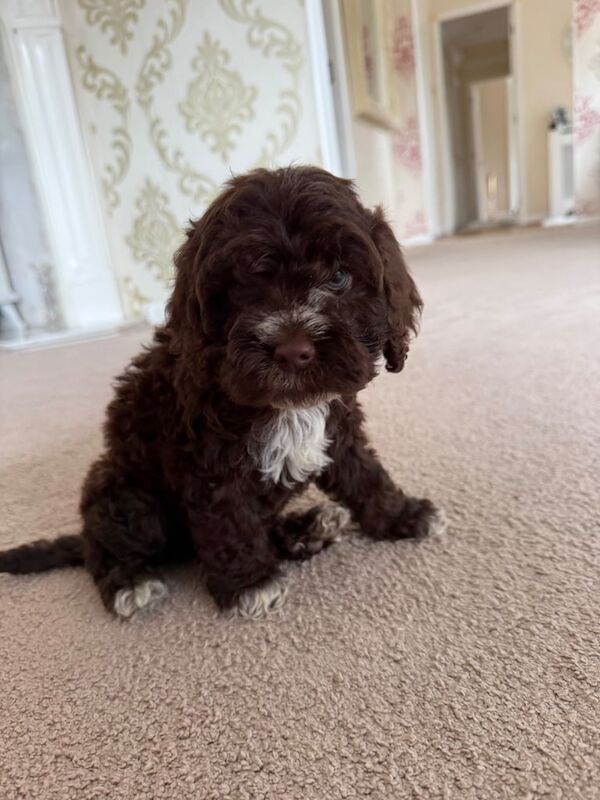 Cockapoo puppies for sale in Headcorn, Kent – 7 weeks old - Image 3 of 3