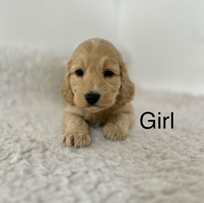 3 stunning apricot cockapoo puppies for sale in Upwell Norfolk