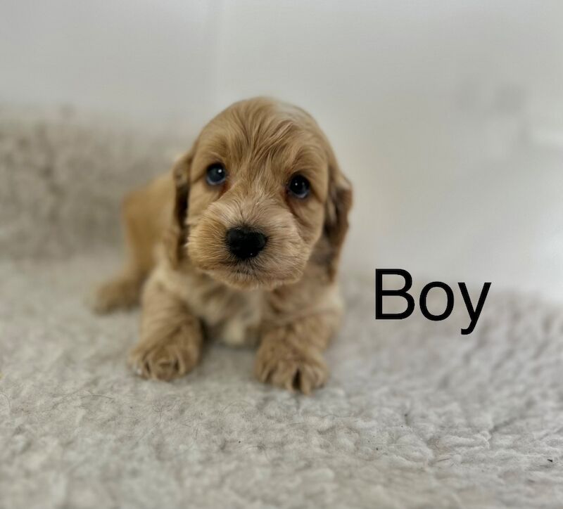 3 stunning apricot cockapoo puppies for sale in Upwell Norfolk | Image 3
