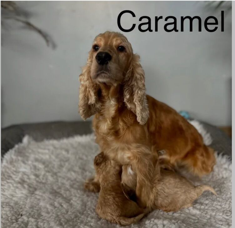 3 stunning apricot cockapoo puppies for sale in Upwell Norfolk | Image 4
