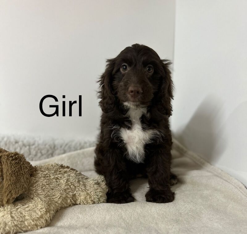 Cockapoo puppies for sale in Wisbech, Cambridgeshire – 3 months old