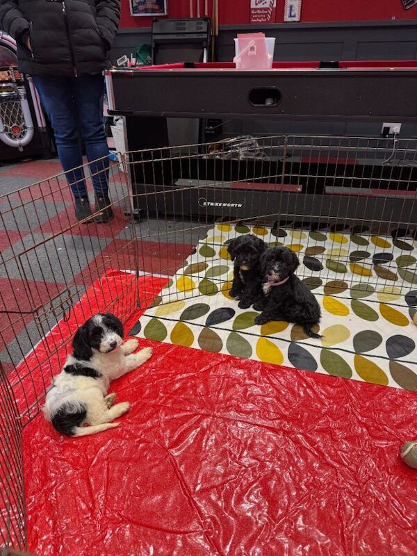 Cockapoo puppies for sale in Chichester, West Sussex – 10 weeks old