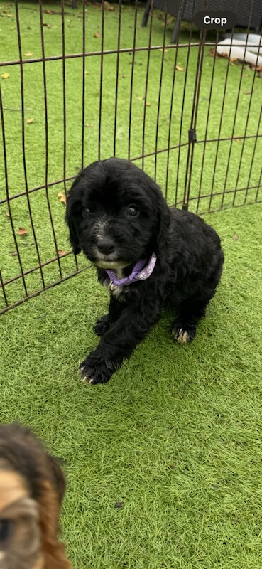 Cockapoo puppies for sale in Chichester, West Sussex – 5 months old - Image 2 of 6