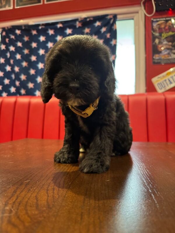 Cockapoo puppies for sale in Chichester, West Sussex – 5 months old - Image 3 of 6