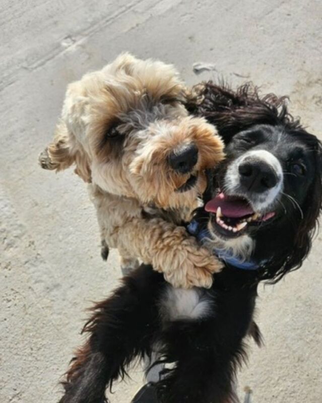 Cockapoo puppies for sale in Chichester, West Sussex – 5 months old - Image 4 of 6