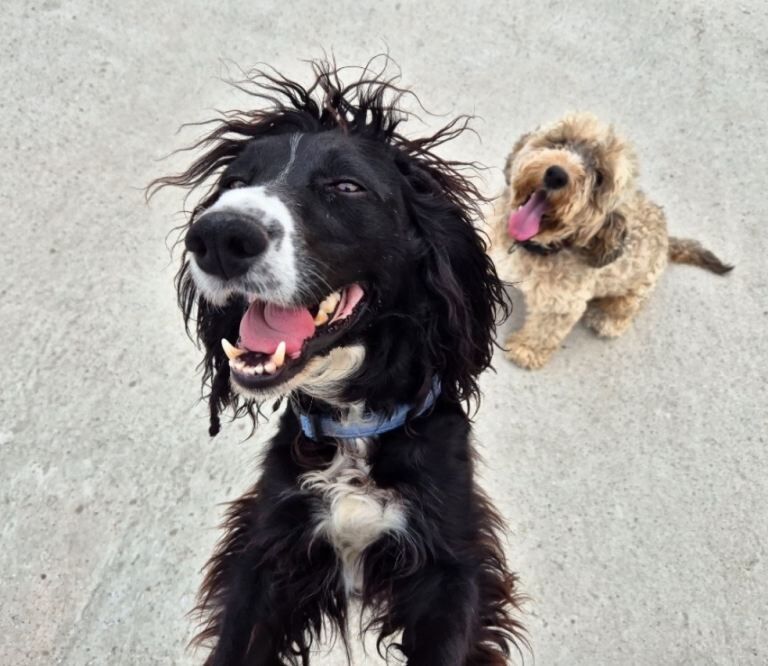Cockapoo puppies for sale in Chichester, West Sussex – 5 months old - Image 5 of 6