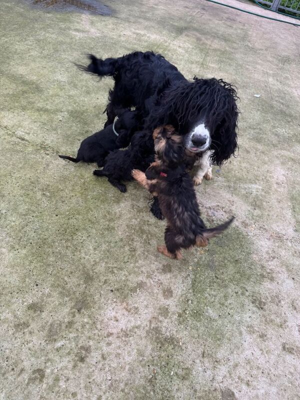 Cockapoo puppies for sale in Chichester, West Sussex – 5 months old - Image 6 of 6