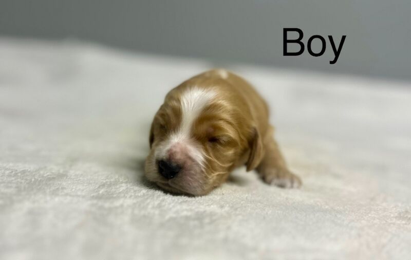 Cockapoo puppies for sale in Wisbech, Cambridgeshire – 4 weeks old