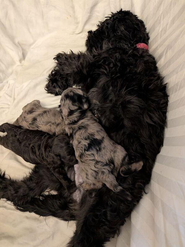 Cockapoo Puppies For Sale