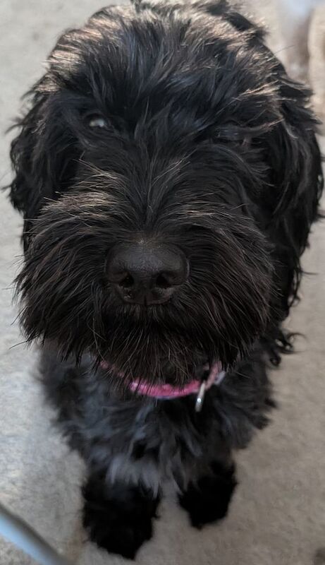 3 Stunning Cockerpoo Puppies - Image 2 of 5