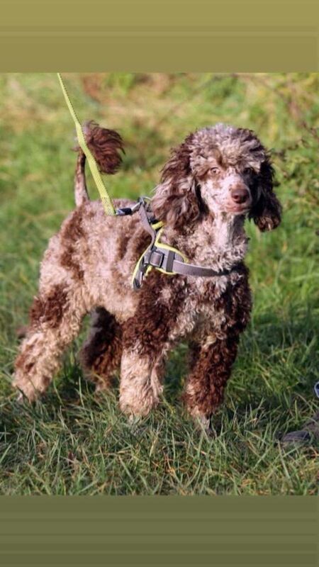 3 Stunning Cockerpoo Puppies - Image 3 of 5