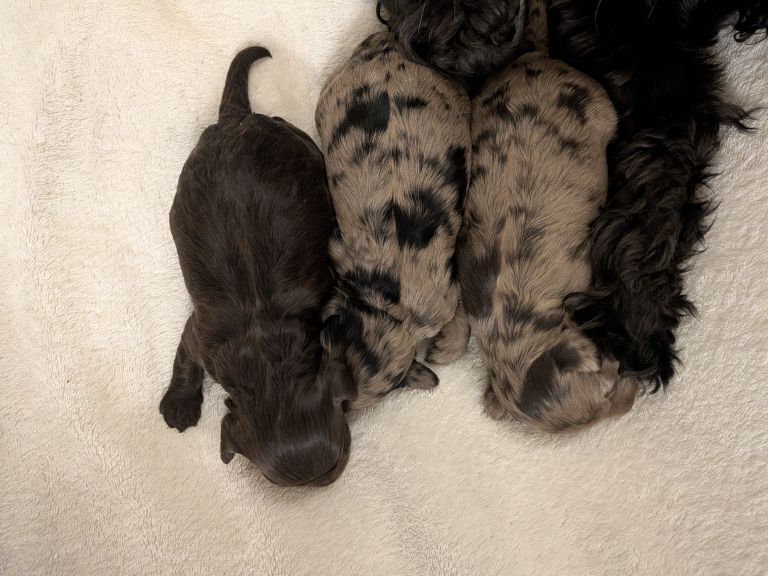 3 Stunning Cockerpoo Puppies - Image 4 of 5