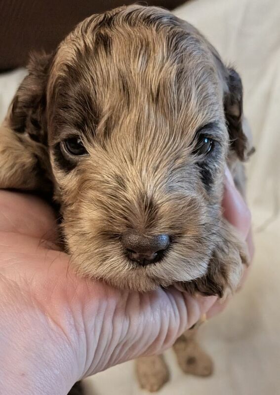 3 Stunning Cockerpoo Puppies - Image 5 of 5