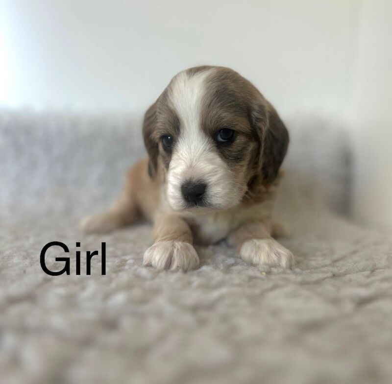 3 stunning F1 cockapoo ready soon for sale in Upwell Norfolk | Image 2