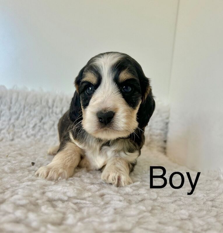 3 stunning F1 cockapoo ready soon for sale in Upwell Norfolk | Image 3