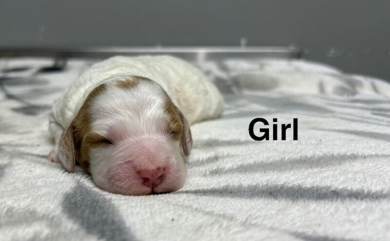 3 stunning girls cockapoos ready from 6.4.26
