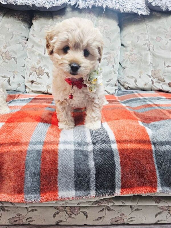 3 sweet puppy ready now! - Image 2 of 6