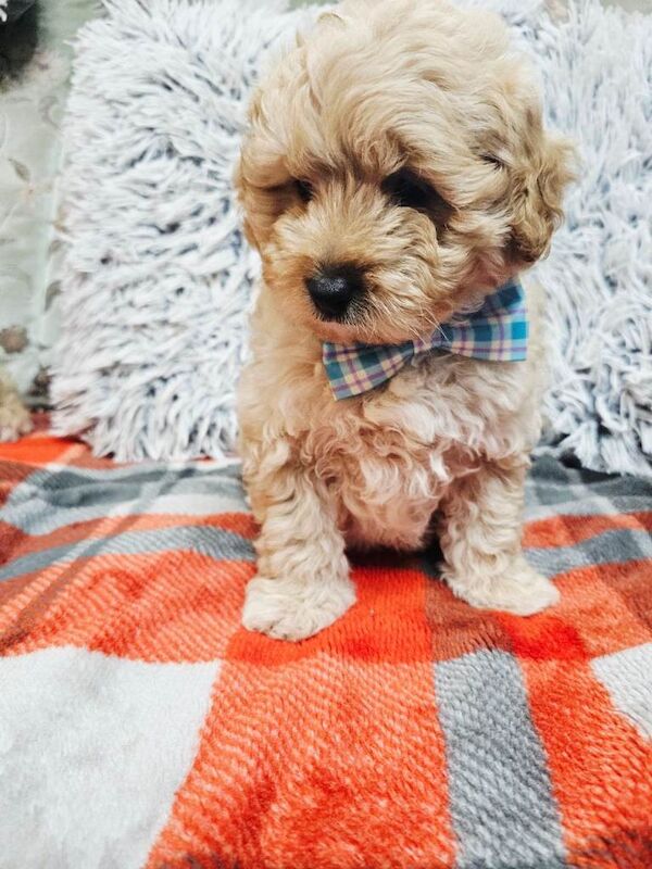 3 sweet puppy ready now! - Image 3 of 6