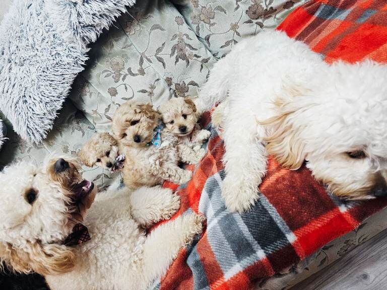 3 sweet puppy ready now! - Image 4 of 6