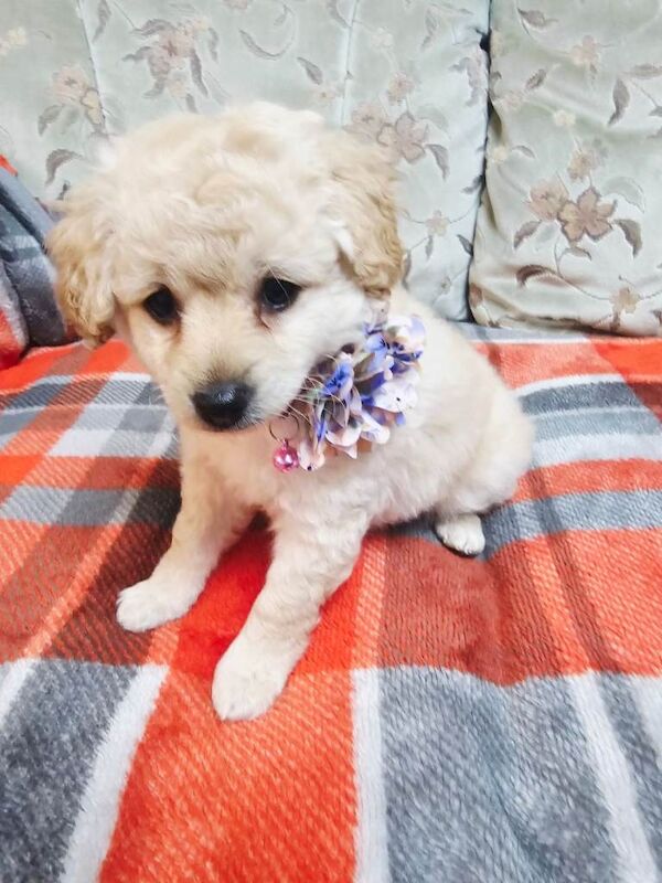 3 sweet puppy ready now! - Image 5 of 6