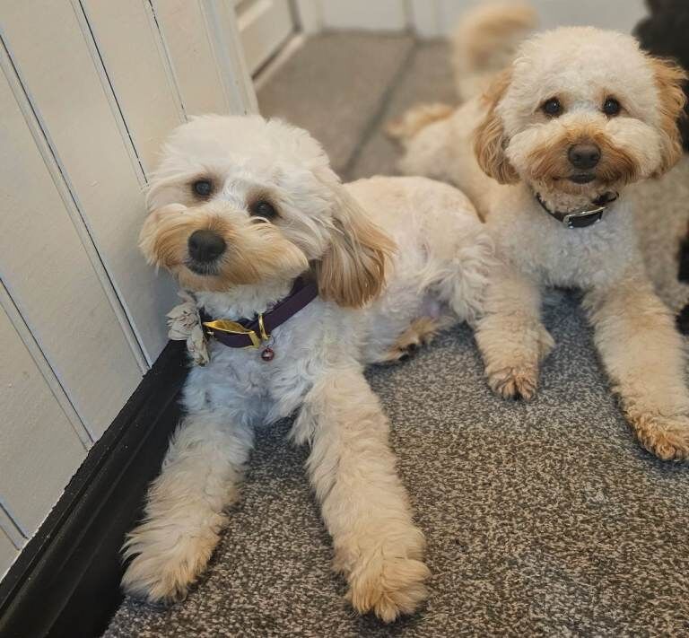 3 sweet puppy ready now! - Image 6 of 6