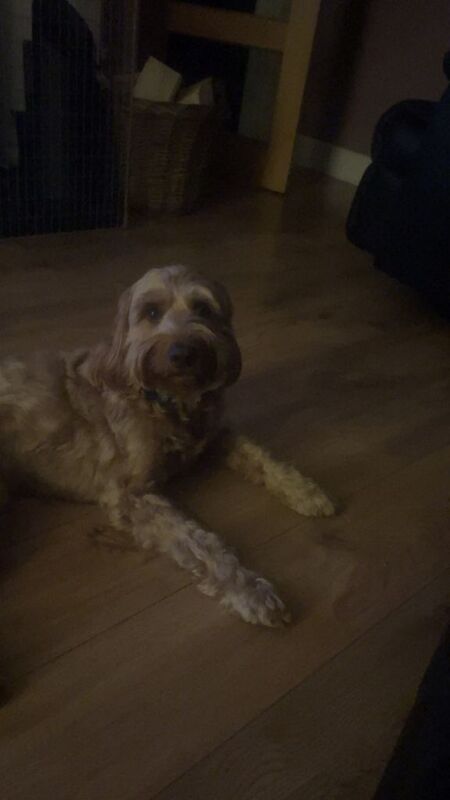Cockapoo puppies for sale in Londonderry, County Londonderry – 3 years old