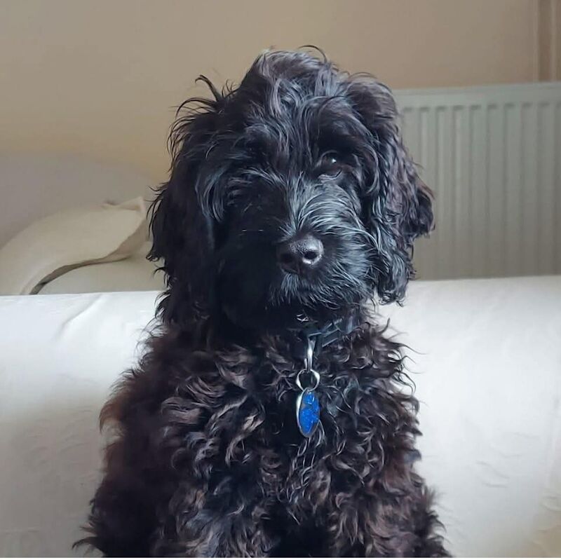 Cockapoo puppies for sale in Cambridgeshire – 3 years old - Image 5 of 8