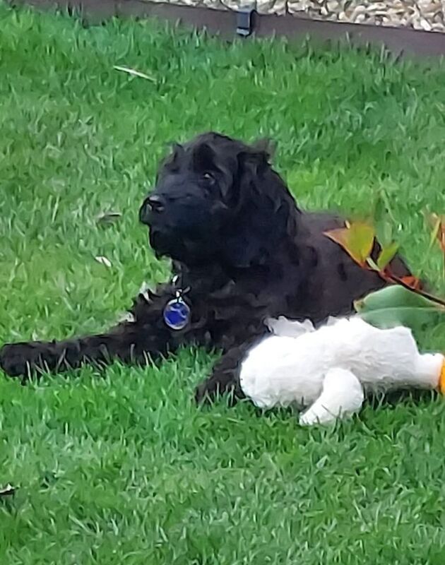 Cockapoo puppies for sale in Cambridgeshire – 3 years old - Image 7 of 8
