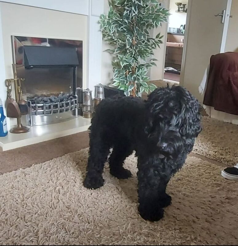 3 year old F1 show Cockerpoo boy (Not a puppy) for sale in Cambridgeshire - Image 8