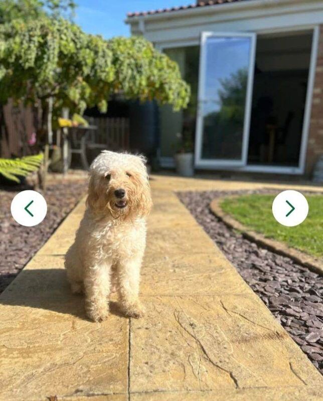 3 year old female cockapoo