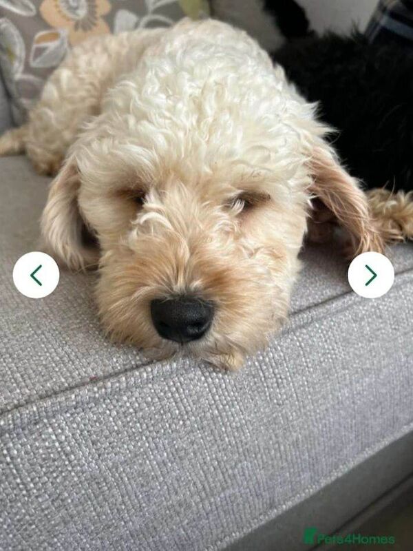3 year old female cockapoo - Image 2 of 2