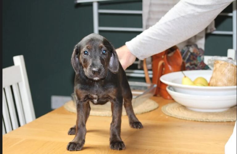 Cockapoo Puppies For Sale