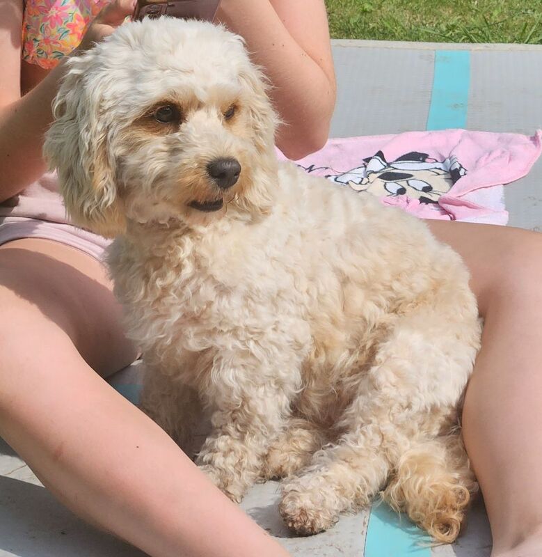 Cockapoo puppies for sale in Doncaster, South Yorkshire – 3 years old