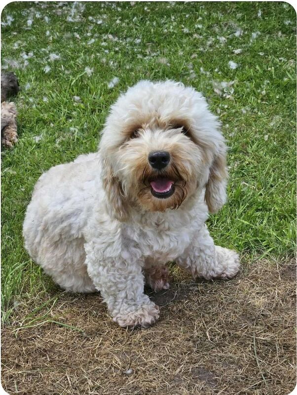 Cockapoo puppies for sale in Doncaster, South Yorkshire – 3 years old - Image 2 of 3
