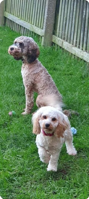 Cockapoo puppies for sale in Doncaster, South Yorkshire – 3 years old - Image 3 of 3