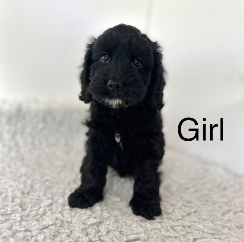 4 adorable cockapoo puppies ready now for sale in Upwell, Norfolk | Image 2